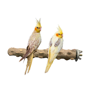 Poleiro de Madeira Natural Para Calopsitas Com Fixador Gaiola