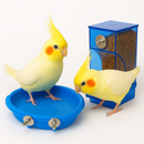 Comedouro E Banheira Automático Para Aves Calopsita