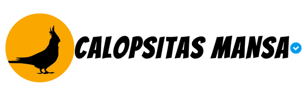 Calopsitas mansa